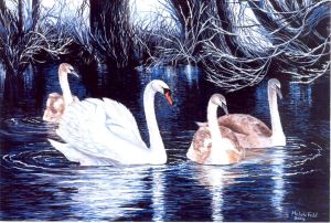 winter_swans